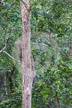 Leopard climbing a tree