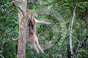 Leopard climbing a tree with kill
