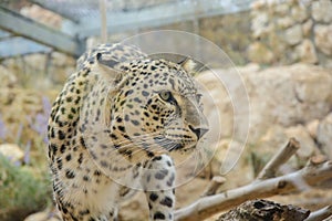 Leopard closeup