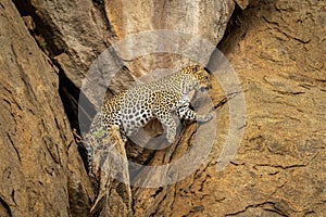 Leopard comes out of cave in cliff