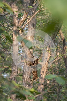 Leopard coming down from Tree at Tadoba Tiger reserve Maharashtra,India