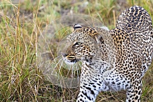 The leopard conceals prey. Masai Mara, Kenya