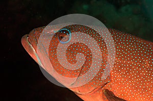 Leopard Coral Grouper photo