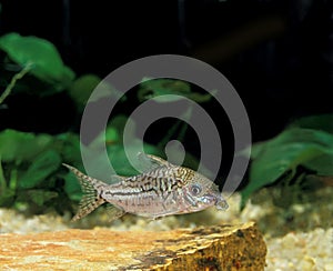 LEOPARD CORY OR JULII CORY corydoras julii