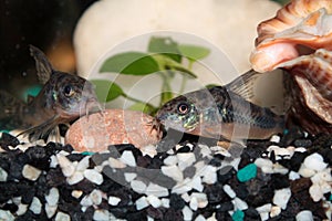 Leopard corydoras aquarium fish