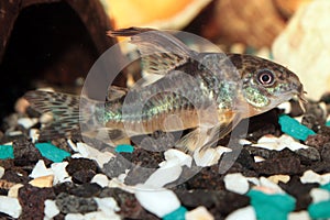 Leopard corydoras aquarium fish