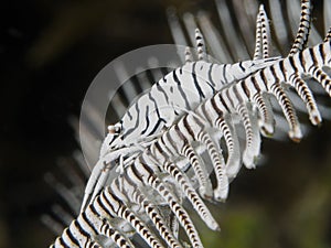 Leopard crinoid shrimp
