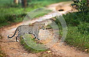 Leopard crossing