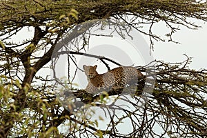 Leopard crouching in a tree