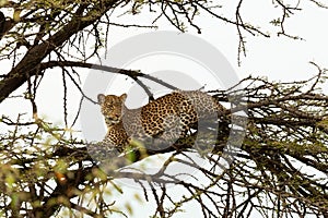 Leopard crouching in a tree