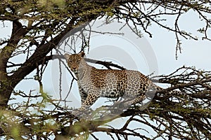 Leopard crouching in a tree