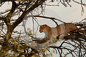 Leopard crouching in a tree