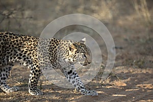 A leopard cub