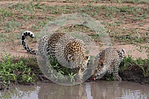 Leopard and cub