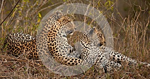 Leopard and cub
