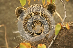 Leopard cub