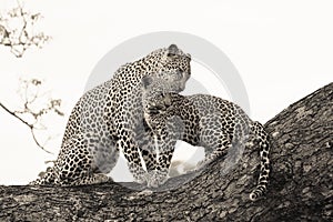 Leopard and cub