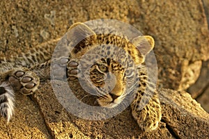 Leopard cub