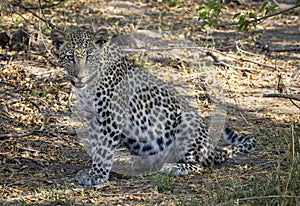 Leopard cub in Botswana, Africa