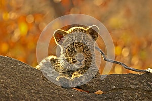 Leopard cub on a branch