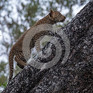 Leopard cub climbing a tree in Sabi Sands safari park, Kruger, South Africa.