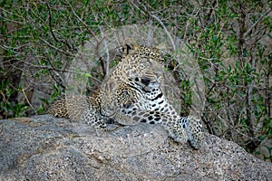 Leopard and cub lie on shady boulder