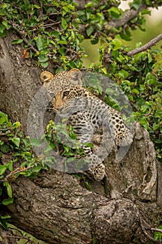 Leopard cub lies in tree staring down