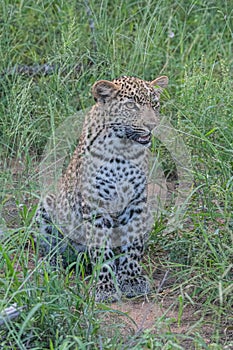 Leopard cub in long grass