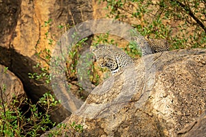 Leopard and cub look down from rock