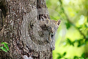 Leopard cub looking out from his tree hole in Masai Mara, Kenya