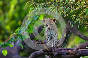 Leopard cub in Masai Mara, Kenya