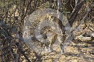 Leopard cub and mother.