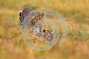 Leopard cub with mother walk. Big wild cat in the nature habitat, sunny day on the savannah, Khwai river. Leopard kitten baby,