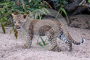 Leopard cub playing in the sand in Sabi Sands safari park, Kruger, South Africa.