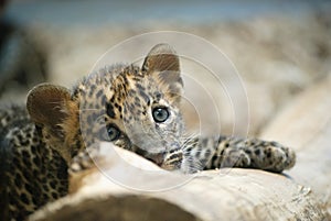 Leopard cub portrait