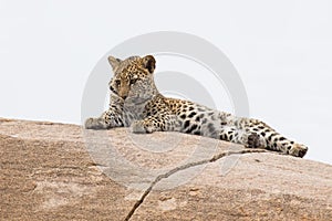 Leopard cub resting on a large rock waiting for mother