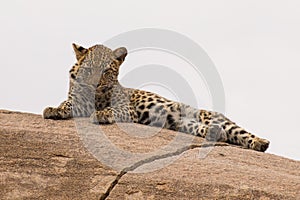 Leopard cub resting on a large rock waiting for mother