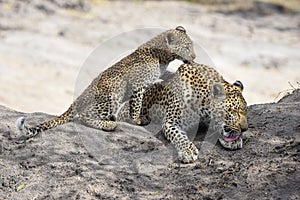 Leopard and cub resting in the shade