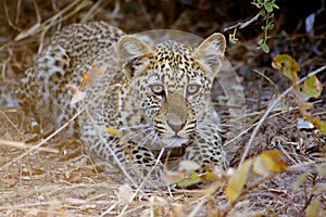 Leopard Cub