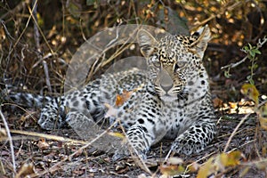 Leopard Cub