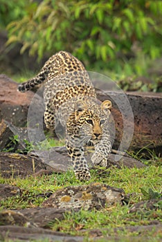 Leopard cub runs over rocks near bushes photo