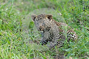 Leopard cub in Sabi Sands Game Reserve in the greater Kruger region in South Africa