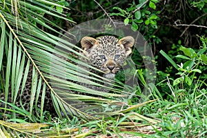 Leopard cub in Sabi Sands Game Reserve in the greater Kruger region in South Africa