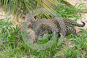 Leopard cub in Sabi Sands Game Reserve in the greater Kruger region in South Africa