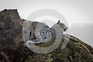 Leopard cub stepping over mother on rock