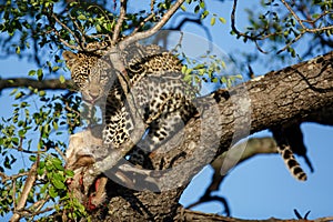 Leopard cub in a tree with a prey