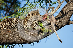 Leopard cub in a tree with a prey