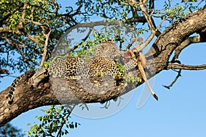 Leopard cub in a tree with a prey