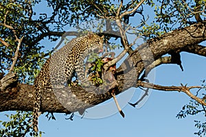 Leopard cub in a tree with a prey