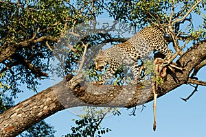 Leopard cub in a tree with a prey